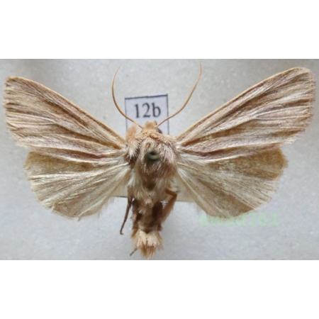 Mythimna pudorina (Denis & Schiffermüller, 1775) Czech12b